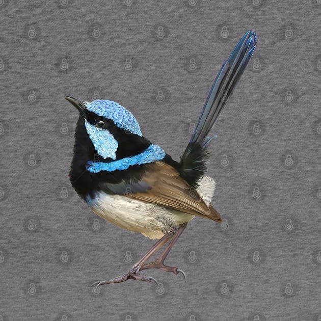 Australian Fairy Wren by kestrelle